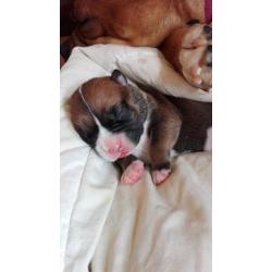 Bulldog pups
