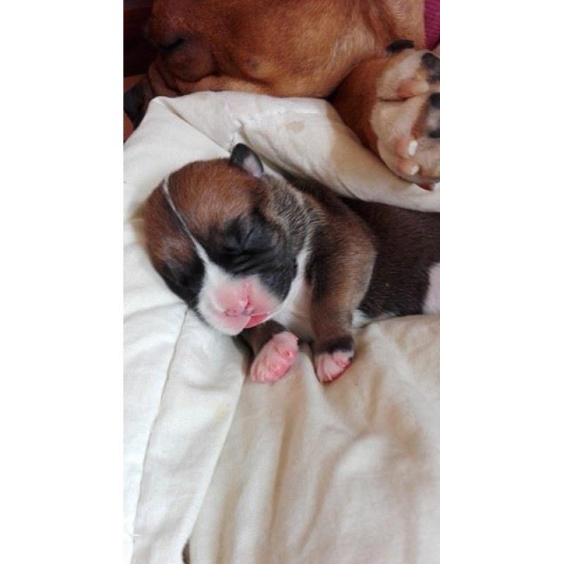 Bulldog pups