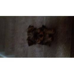 Yourkie for sale