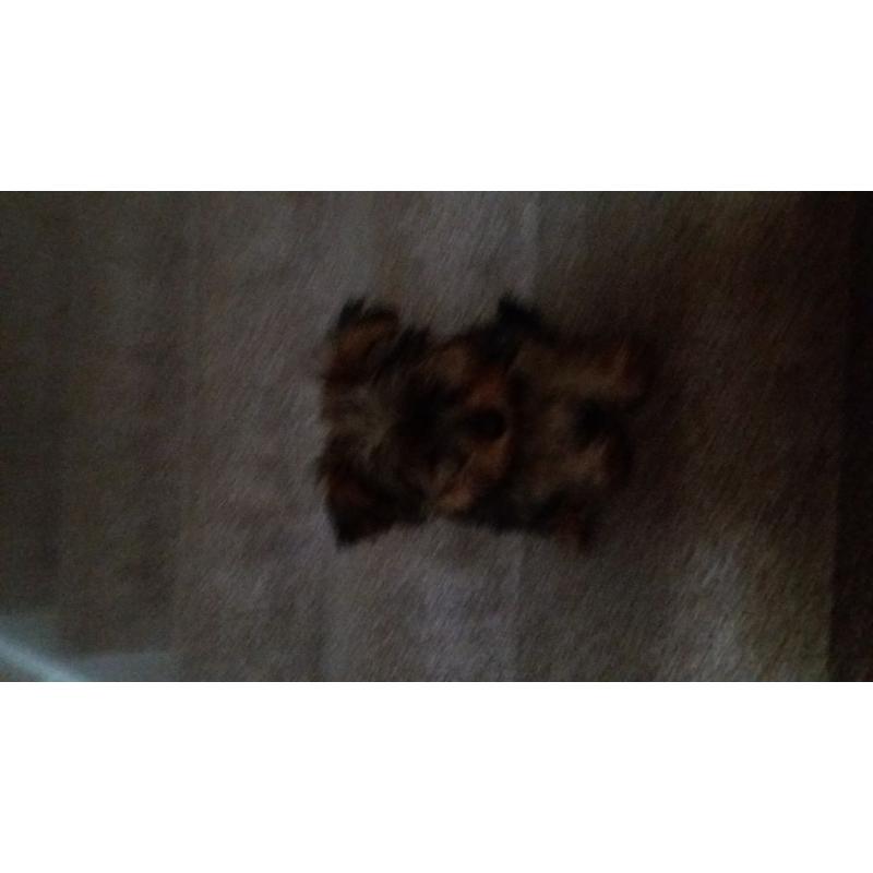Yourkie for sale