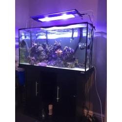Marine fish tank light. LED TMC v2 iLumen Air 900.