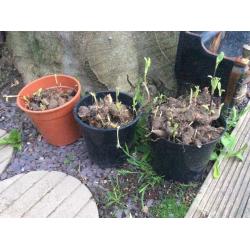 Three full pots of Jerusalem Artichoke bulbs
