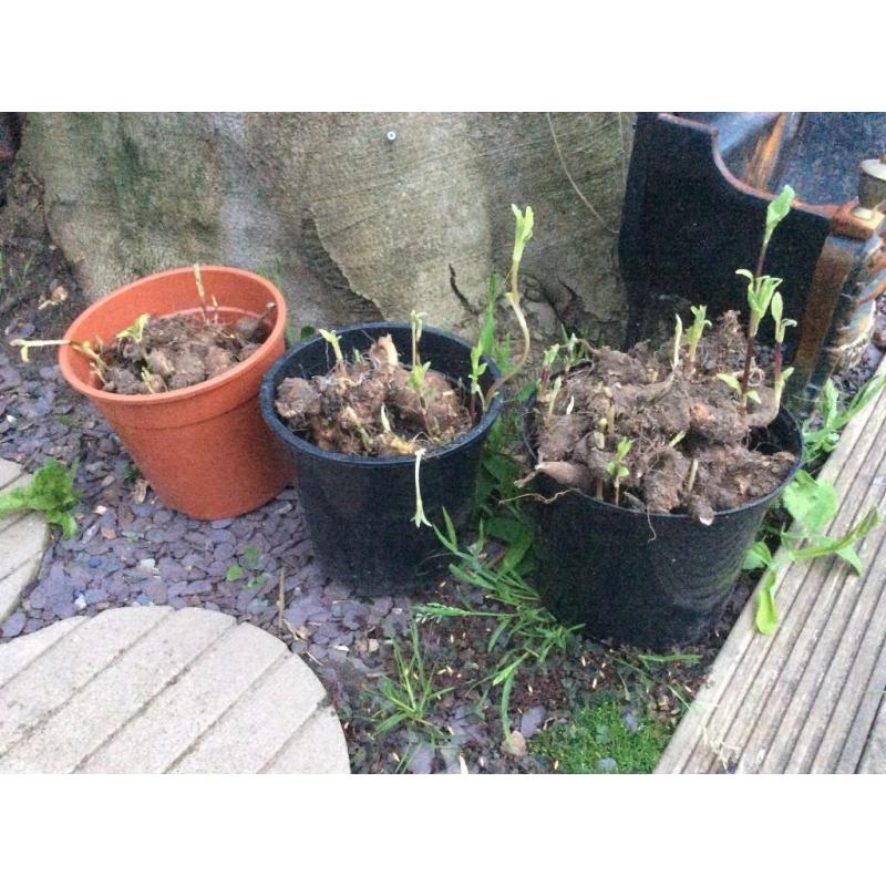 Three full pots of Jerusalem Artichoke bulbs