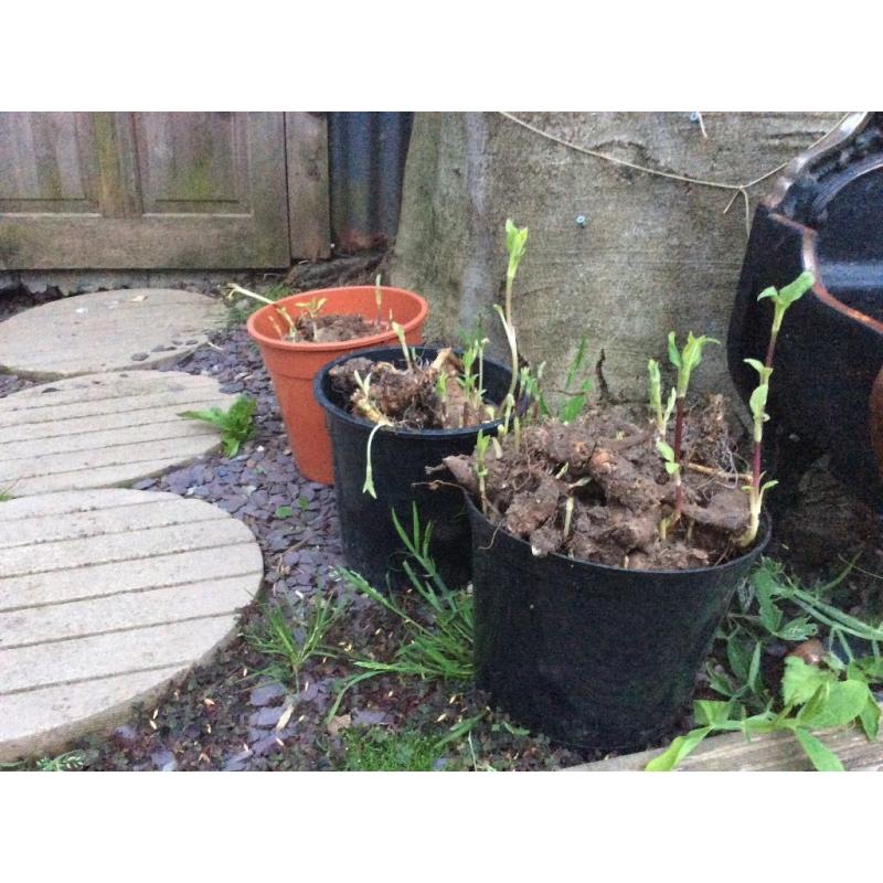 Three full pots of Jerusalem Artichoke bulbs