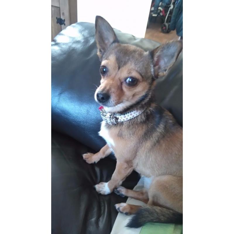 Chihuahua x jack