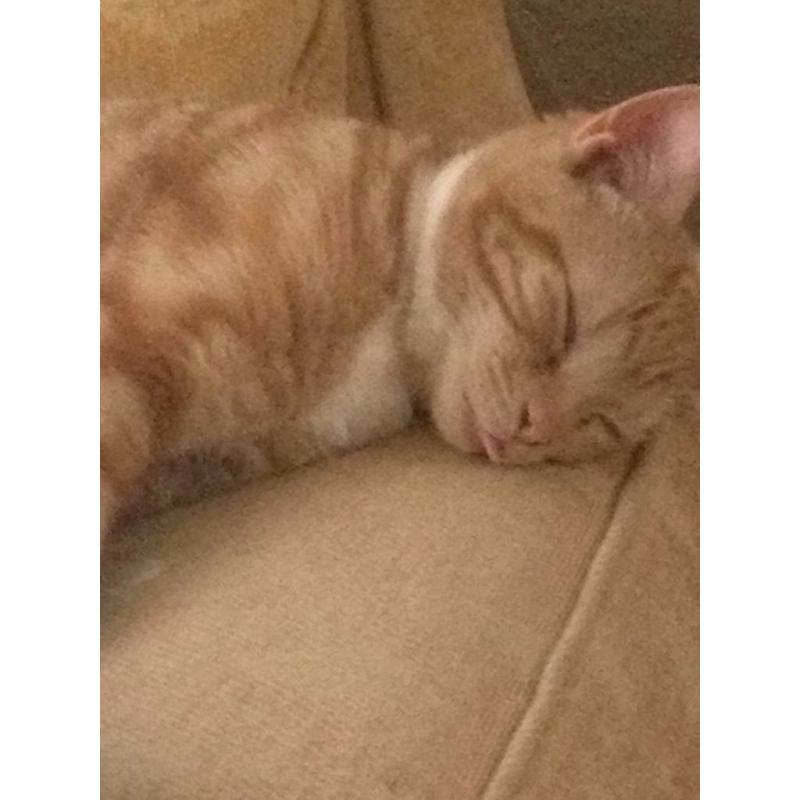 Two male young cats