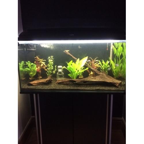 Red Bellied Piranha's