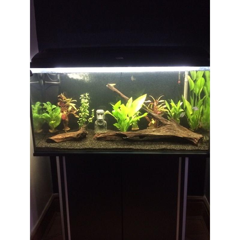 Red Bellied Piranha's