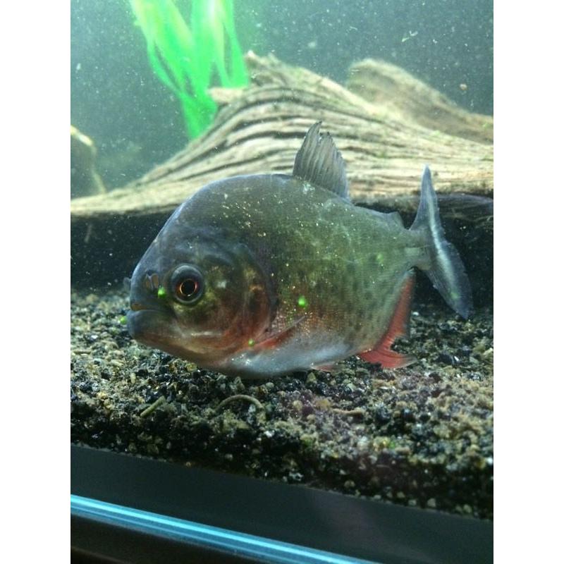 Red Bellied Piranha's
