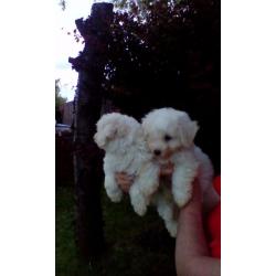 bichon frise puppy