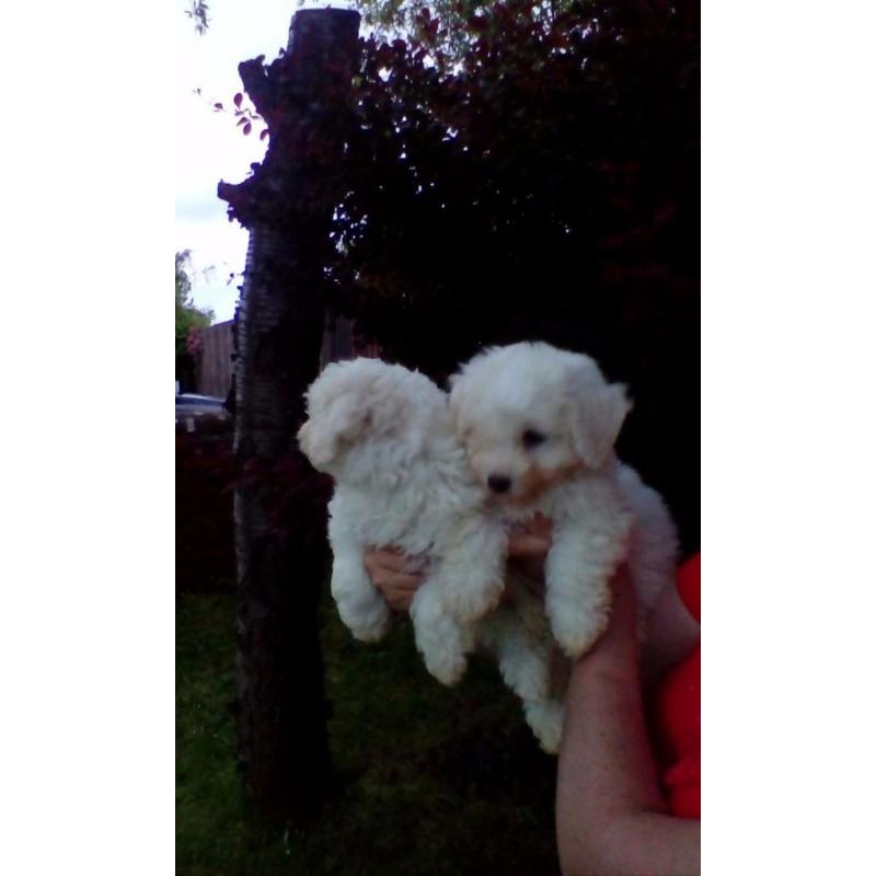 bichon frise puppy
