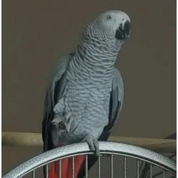 African grey