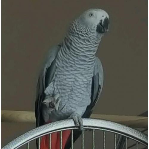 African grey