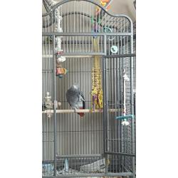 African grey