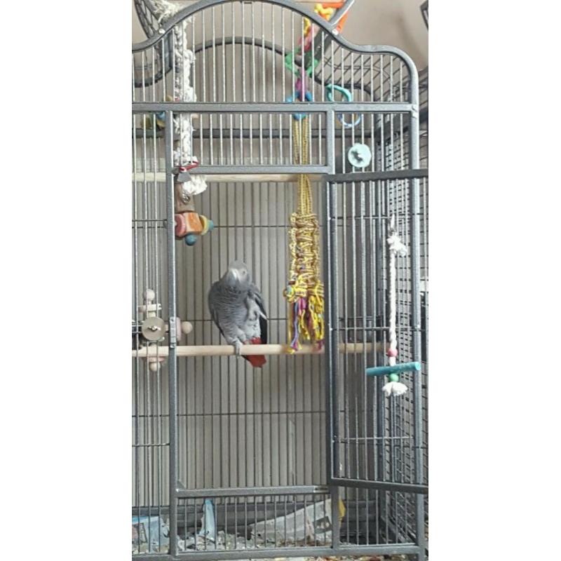 African grey