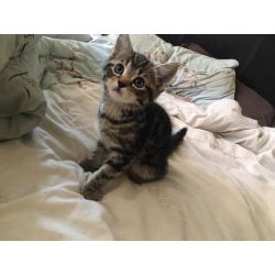 3 kittens for sale