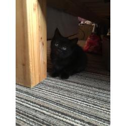 3 kittens for sale