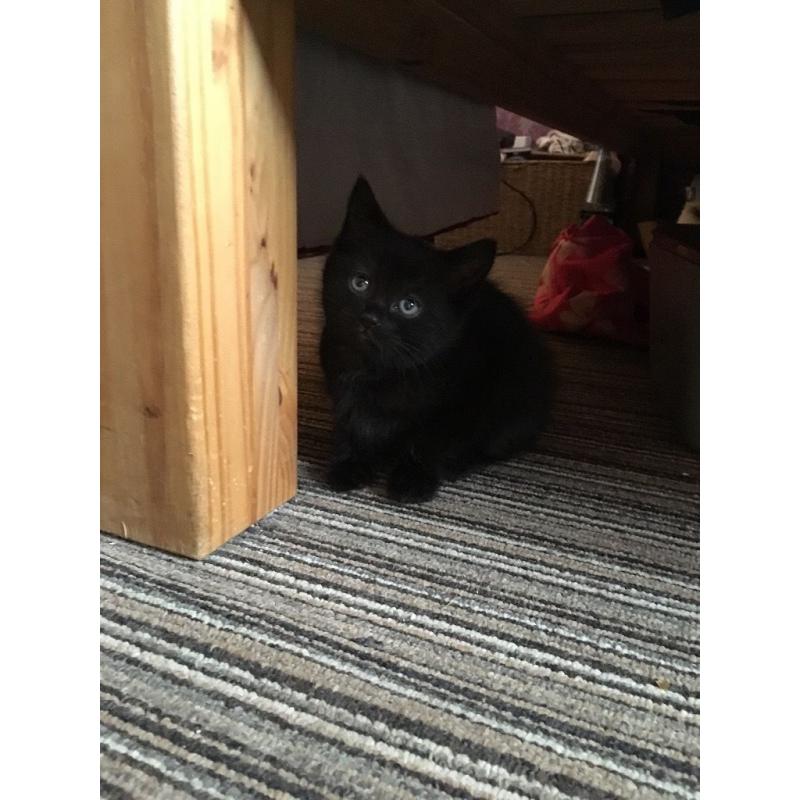 3 kittens for sale