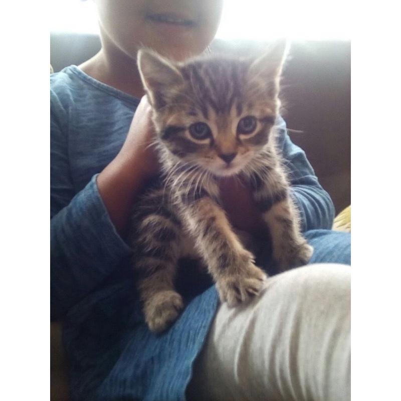 3 kittens for sale