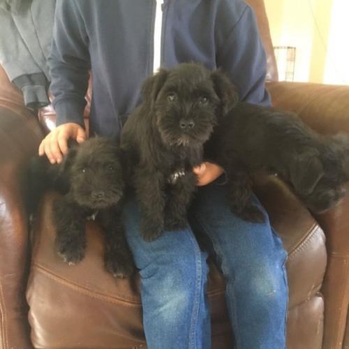 Black schnauzer puppy's