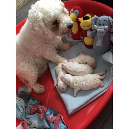 Bichon Frise Puppies