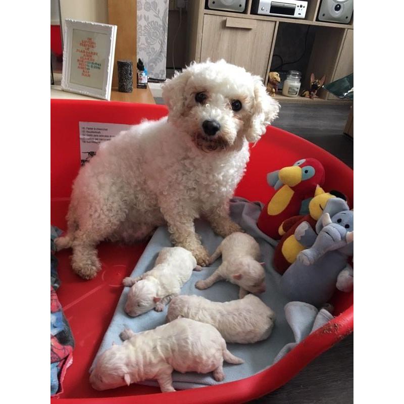 Bichon Frise Puppies