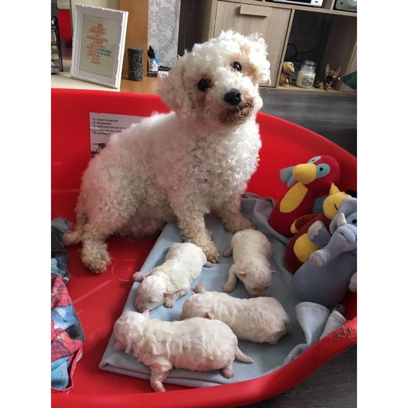 Bichon Frise Puppies