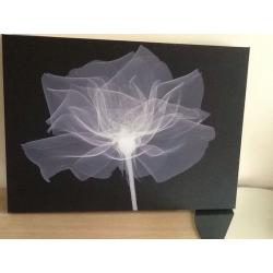 Picture X-ray of a flower