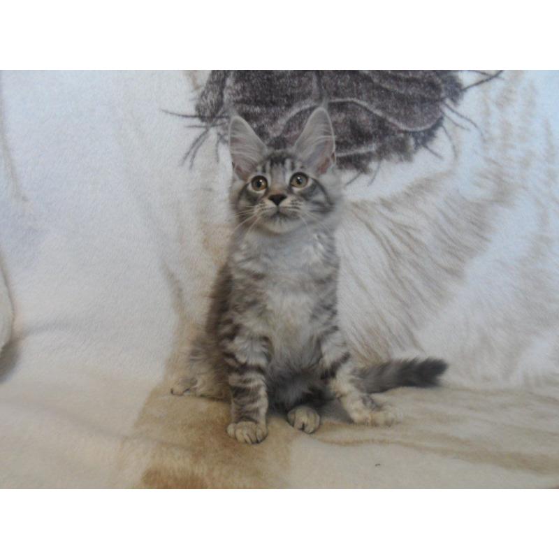 beautiful maine coon kittens