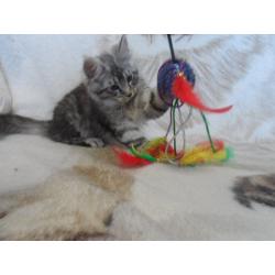 beautiful maine coon kittens