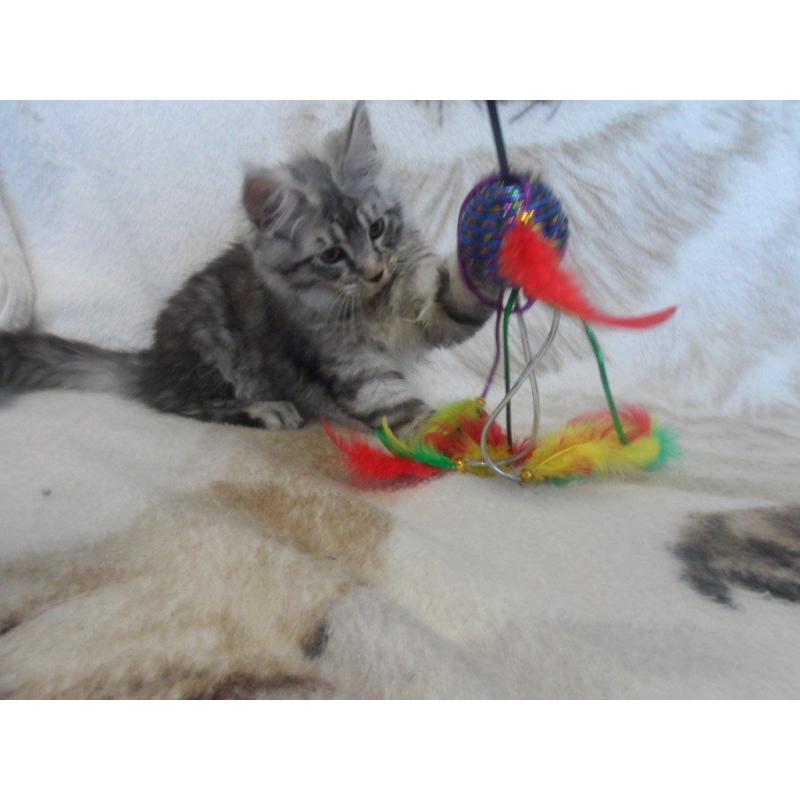 beautiful maine coon kittens