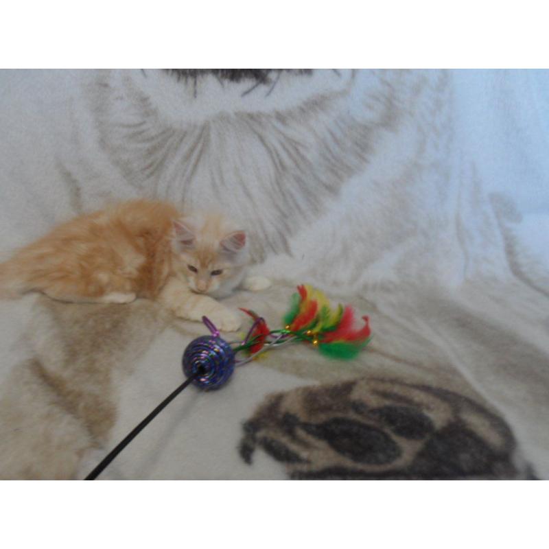 beautiful maine coon kittens