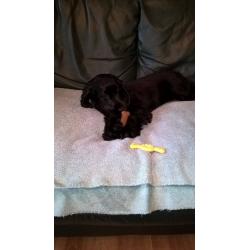 6 mont old Cocker Spaniel ,he is very friendly vet Checked micro chipped vaccinated up to date