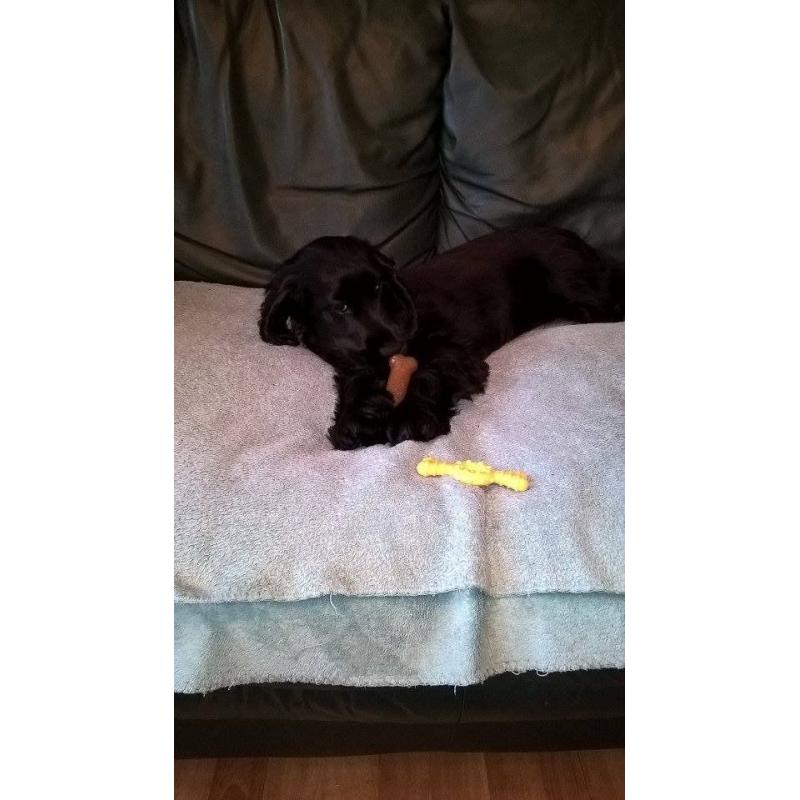6 mont old Cocker Spaniel ,he is very friendly vet Checked micro chipped vaccinated up to date