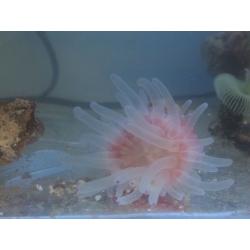 marine corals