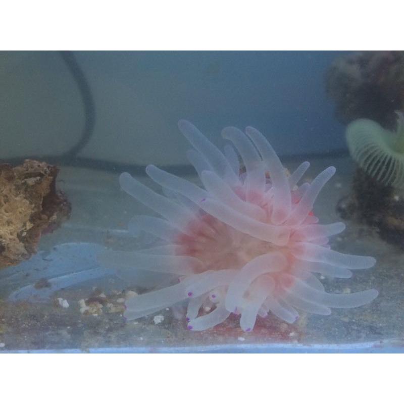 marine corals
