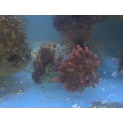 marine corals