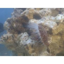 marine corals