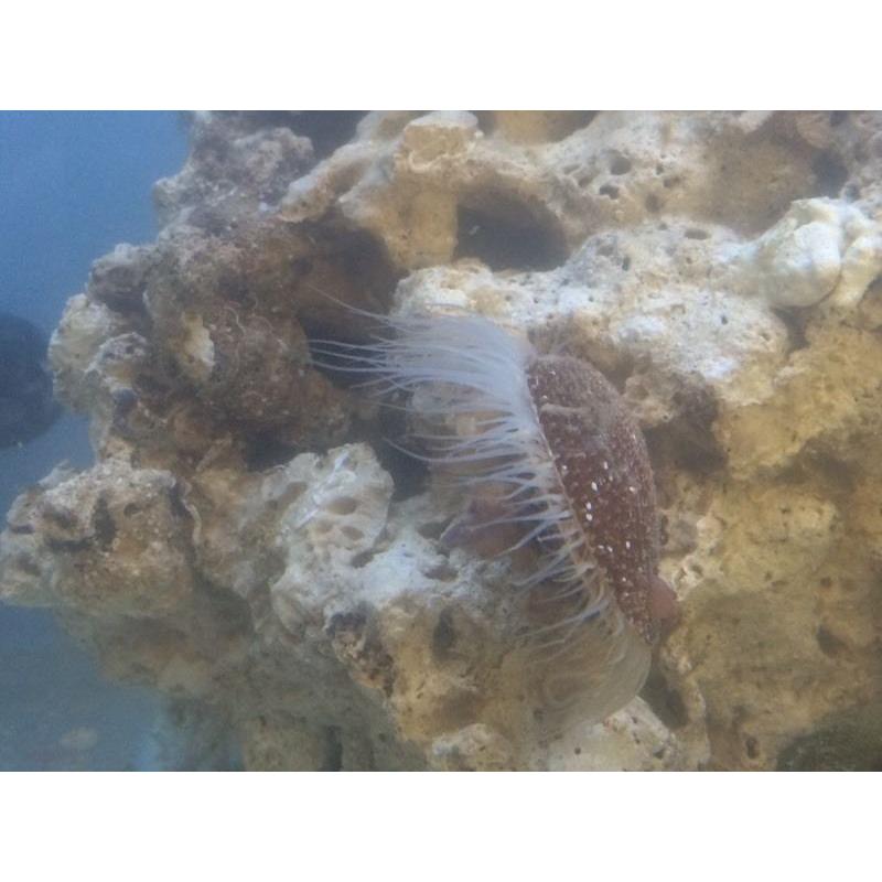 marine corals