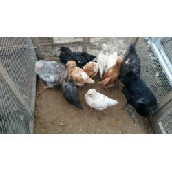 chicks for sale (hens)