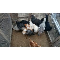 chicks for sale (hens)