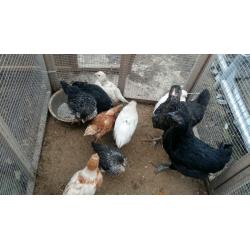 chicks for sale (hens)