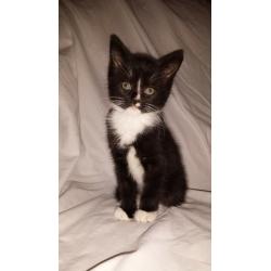 Beautiful Male Kitten