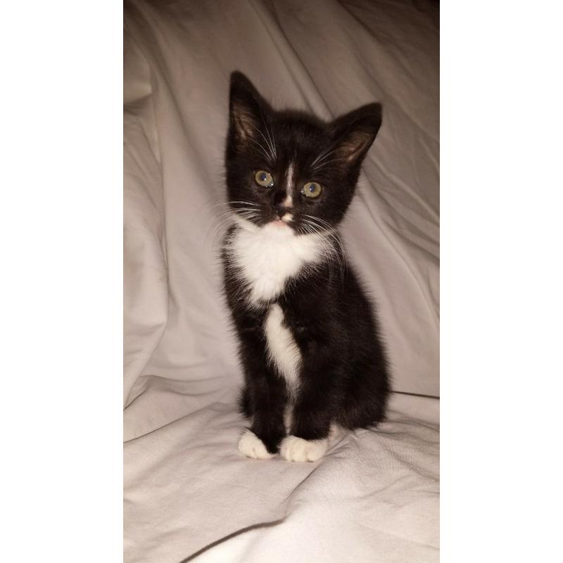 Beautiful Male Kitten