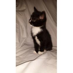 Beautiful Male Kitten