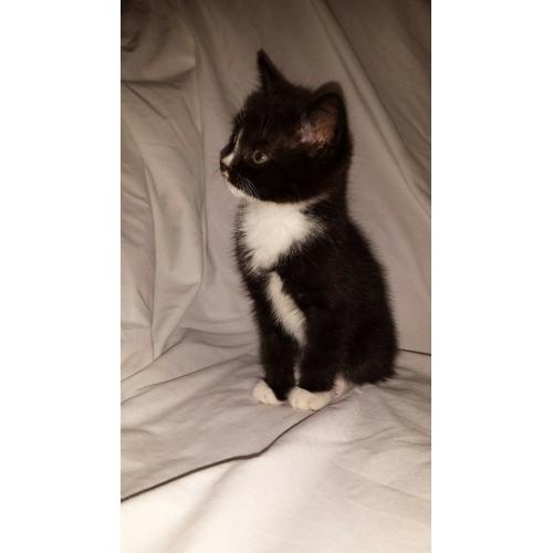 Beautiful Male Kitten