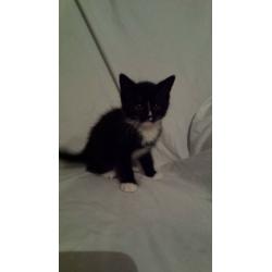 Beautiful Male Kitten