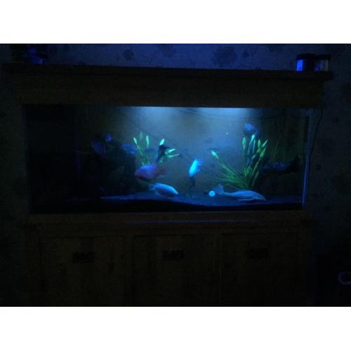 5 foot Fishtank with integrated filter system, cupboard and fish Quick sale
