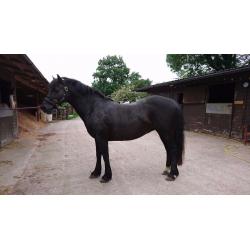 15.1hh reg Welsh Sec D Mare
