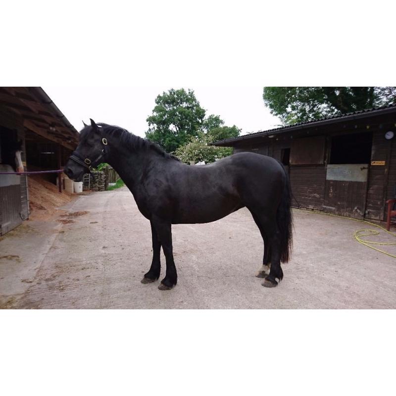 15.1hh reg Welsh Sec D Mare